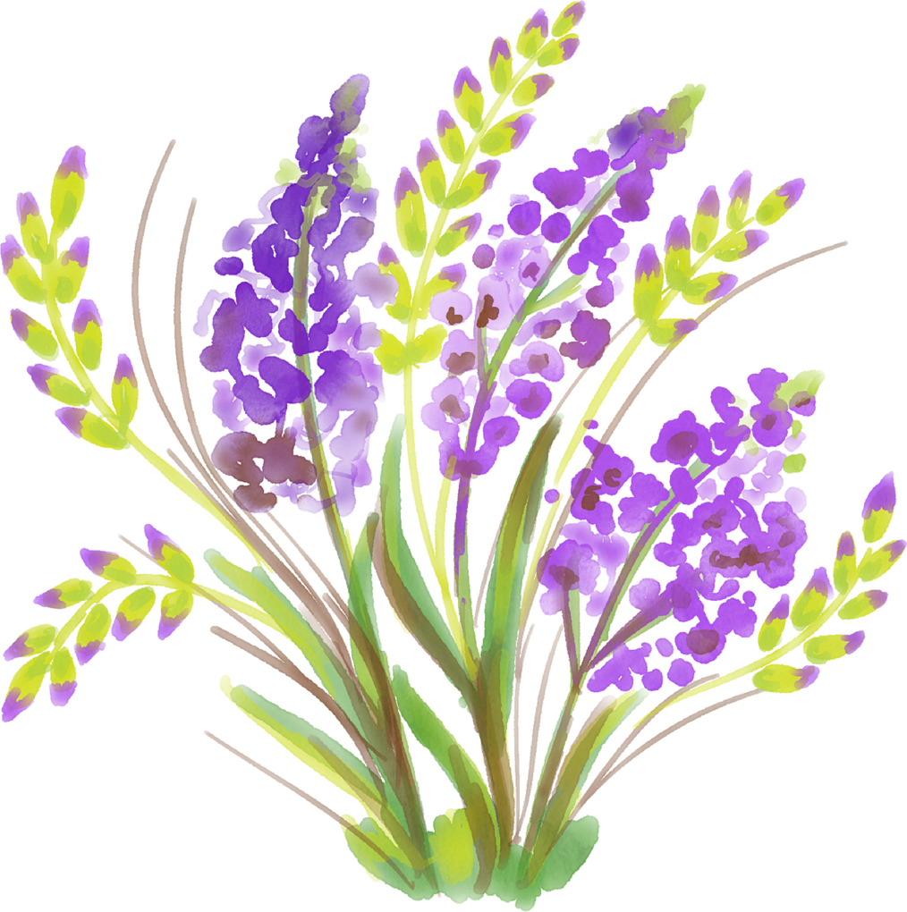 Iris flower